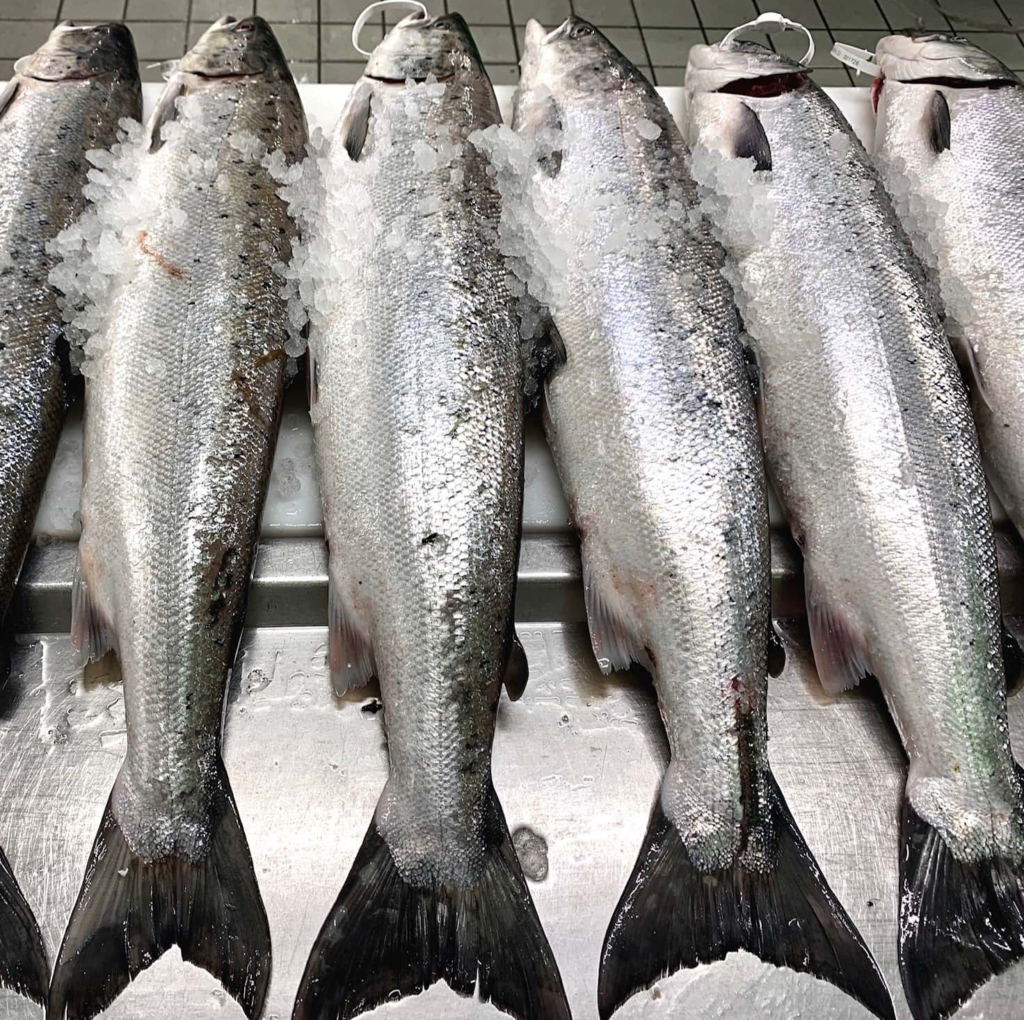 Image of Fresh Wild River Tweed Salmon & Sea-Trout