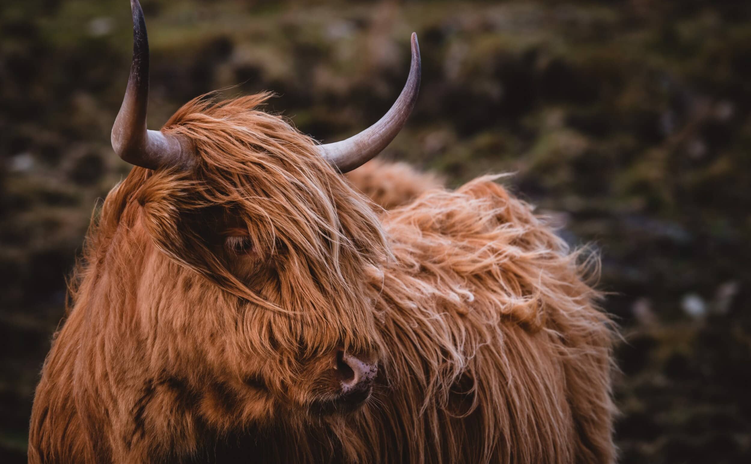 How To Celebrate Burns Night At Home
